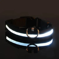 Glow-in-the-Park USB Rechargeable LED Dog Collar